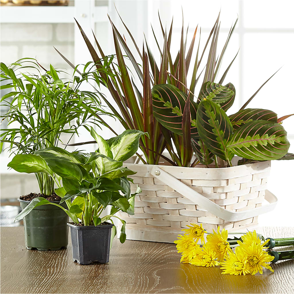 Florist Designed Blooming and Green Plants in a Basket – Serrano Flowers, Riverside CA