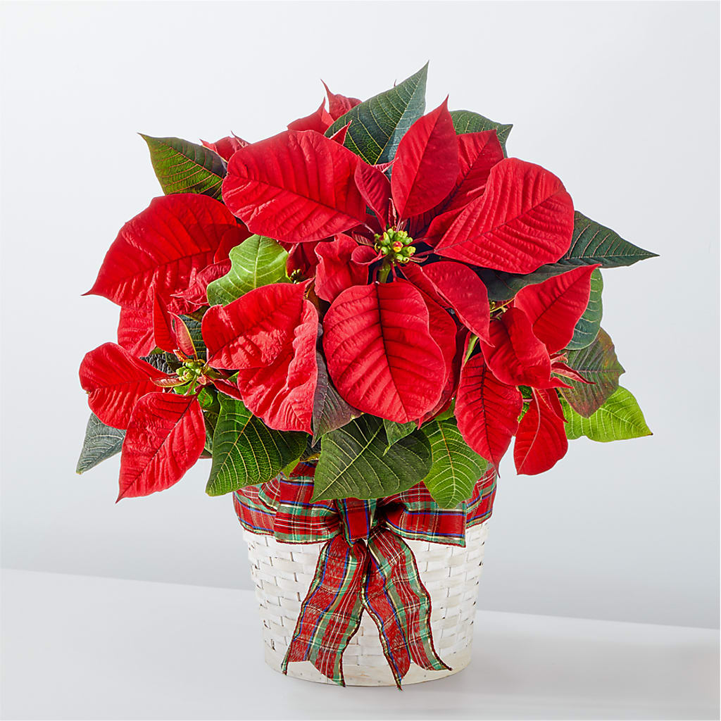 Happiest Holidays Poinsettia – Serrano Flowers, Riverside CA
