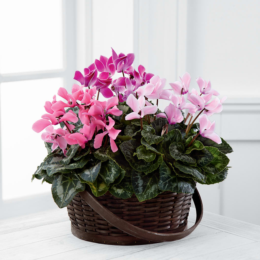 Mixed Cyclamen Planter – Serrano Flowers, Riverside CA