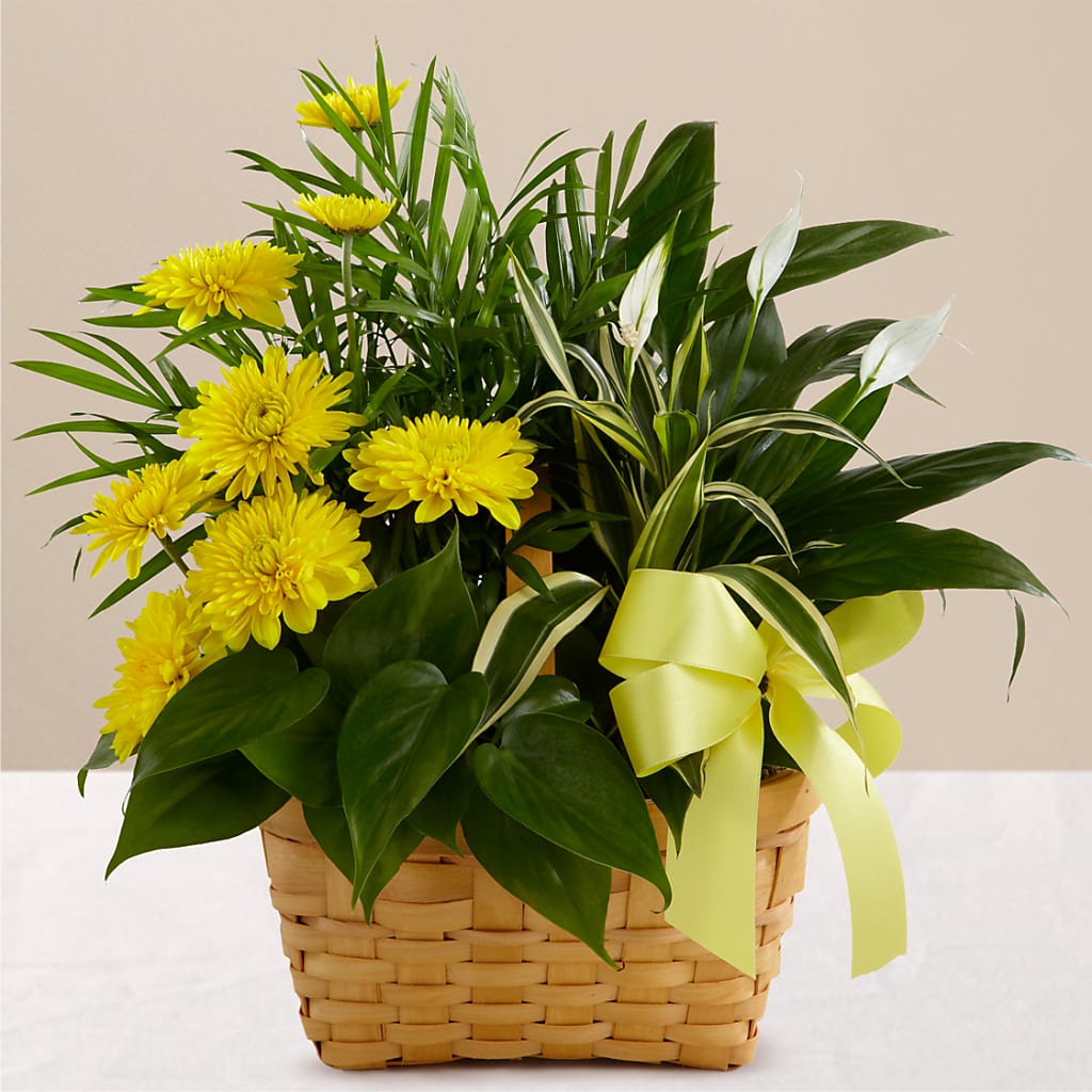 Loving Light Dishgarden – Serrano Flowers, Riverside CA