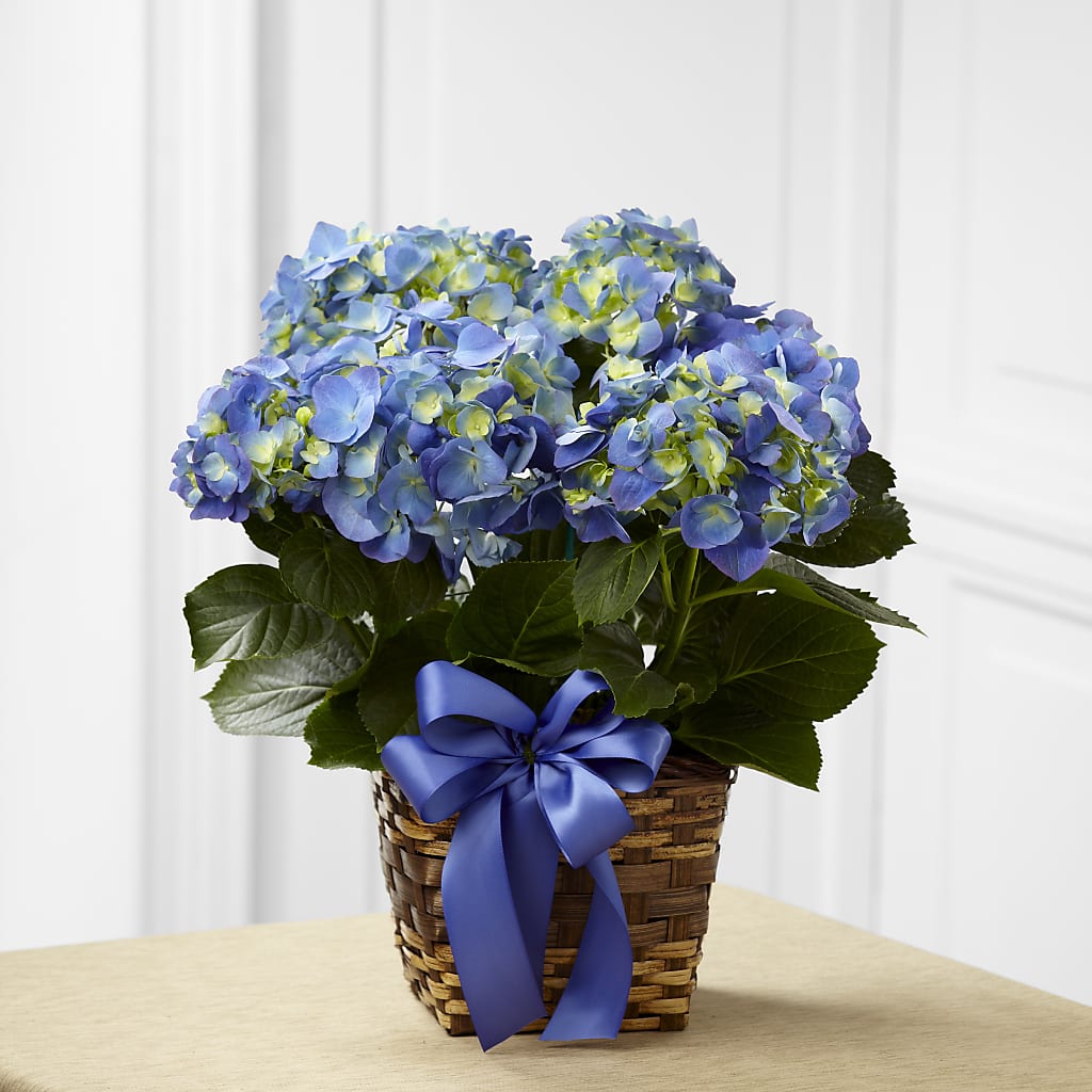 Blue Hydrangea Planter – Serrano Flowers, Riverside CA