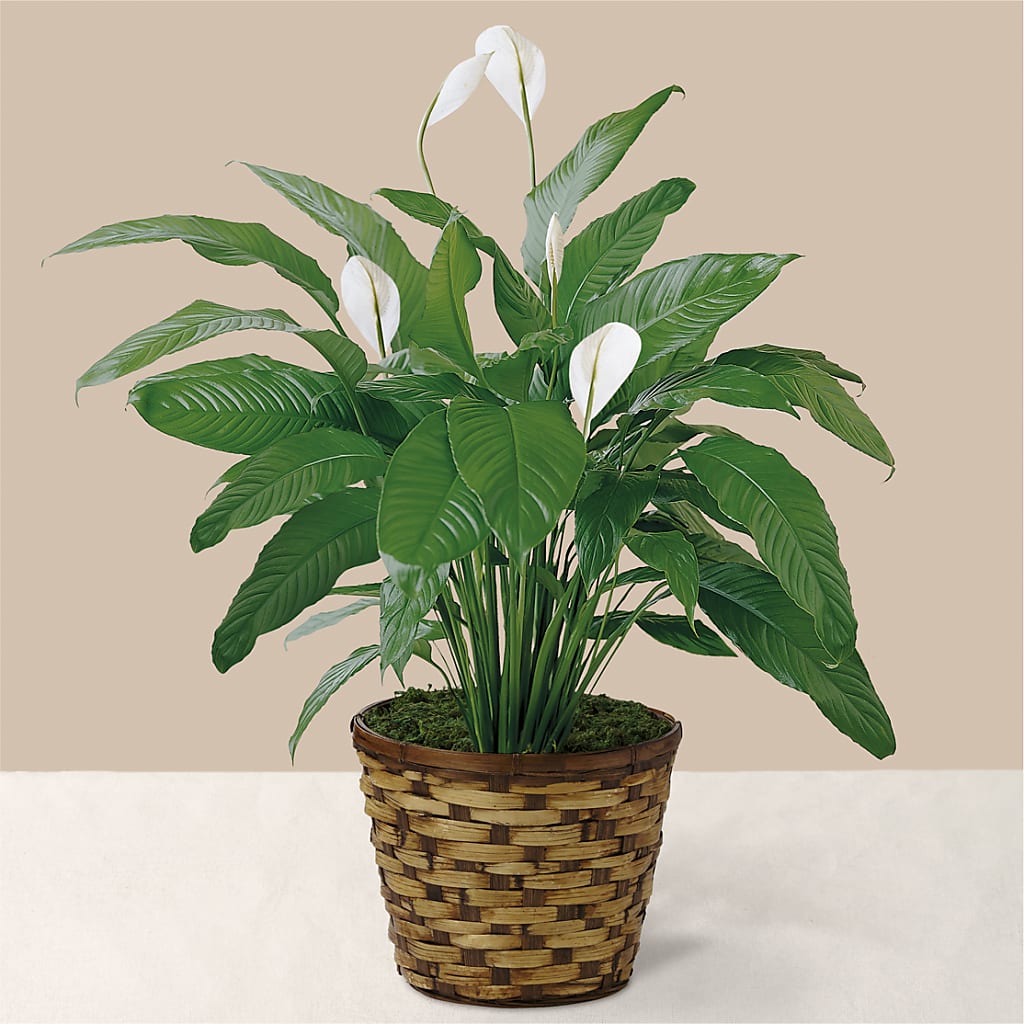 Tranquil Moments Peace Lily Plant – Serrano Flowers, Riverside CA