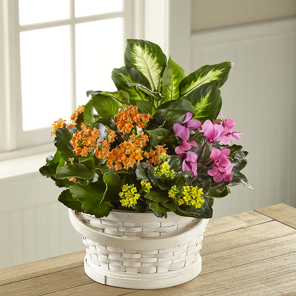 Color Crush Dishgarden – Serrano Flowers, Riverside CA