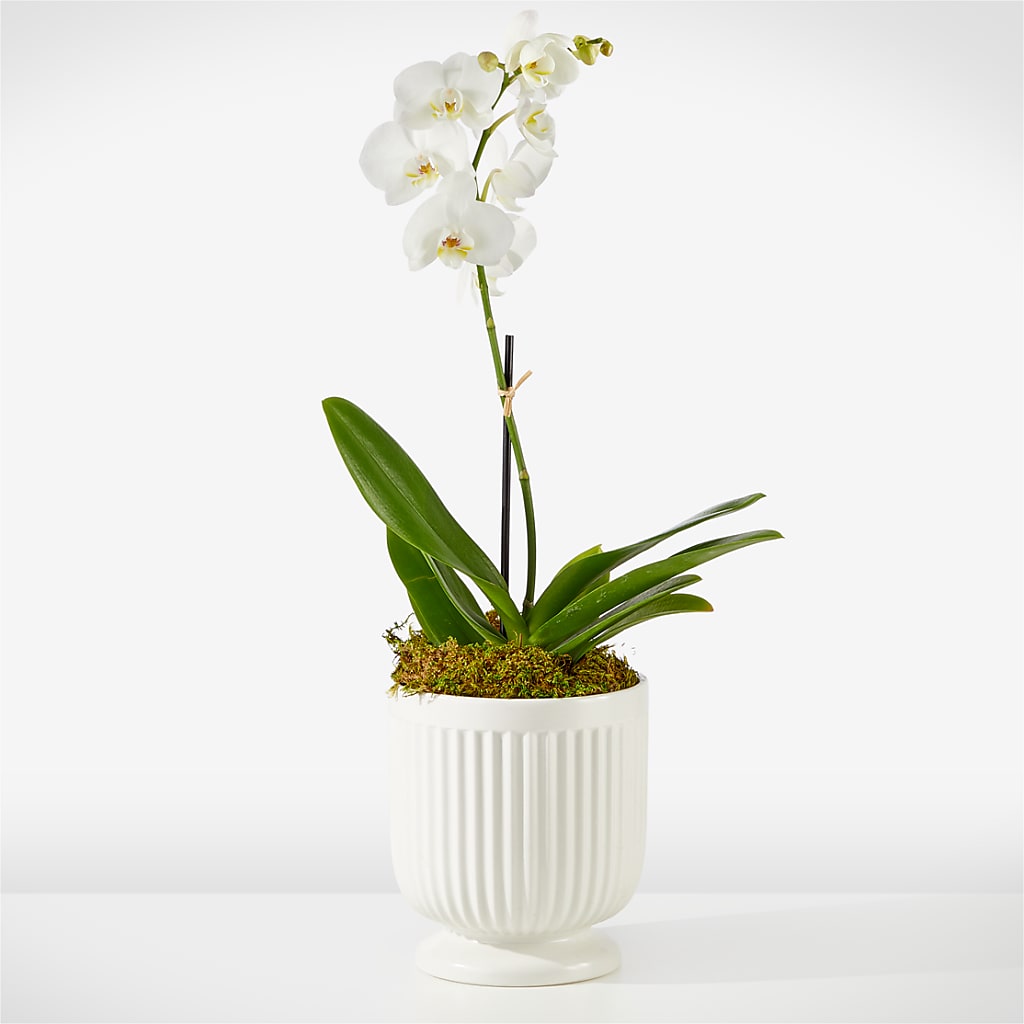 Whispering White Orchid – Serrano Flowers, Riverside CA