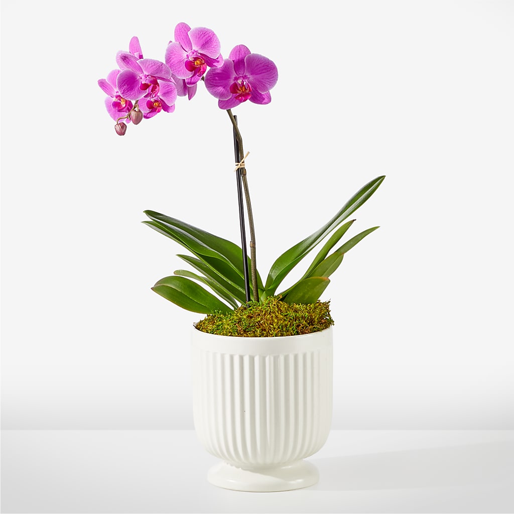 Friendly Fuchsia Orchid – Serrano Flowers, Riverside CA