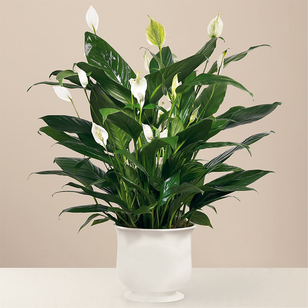 Comfort Planter – Serrano Flowers, Riverside CA