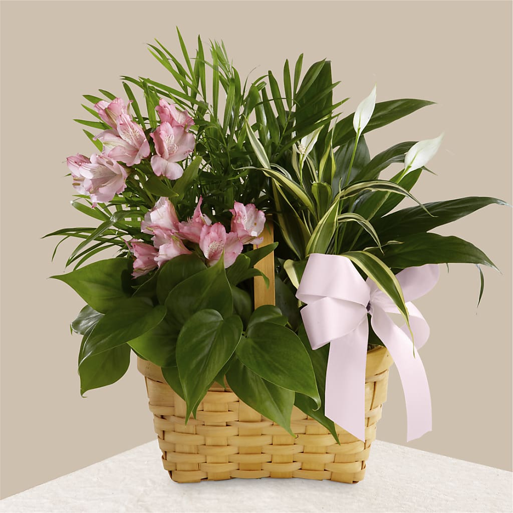 Living Spirit Dishgarden – Serrano Flowers, Riverside CA