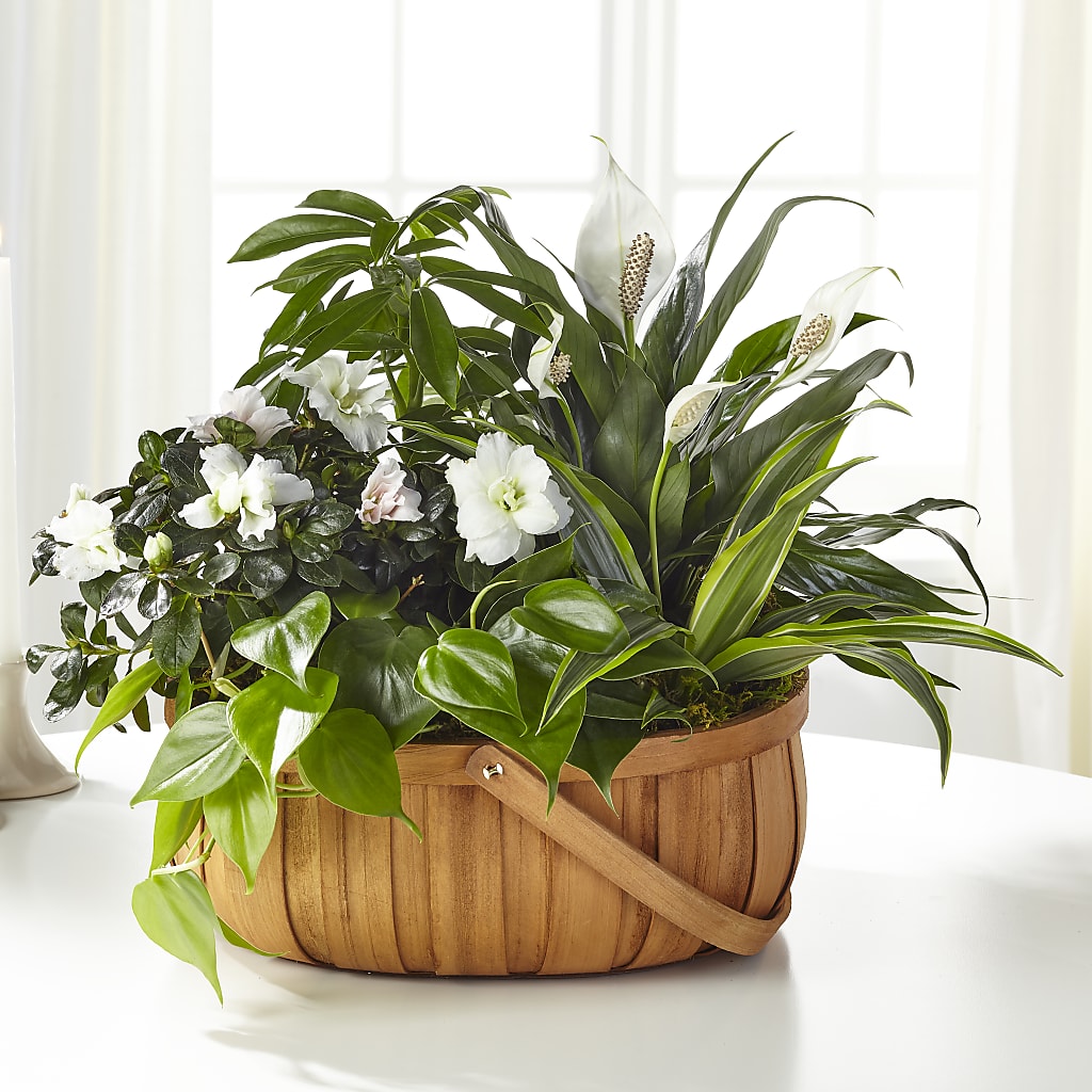 Serene Dishgarden – Serrano Flowers, Riverside CA
