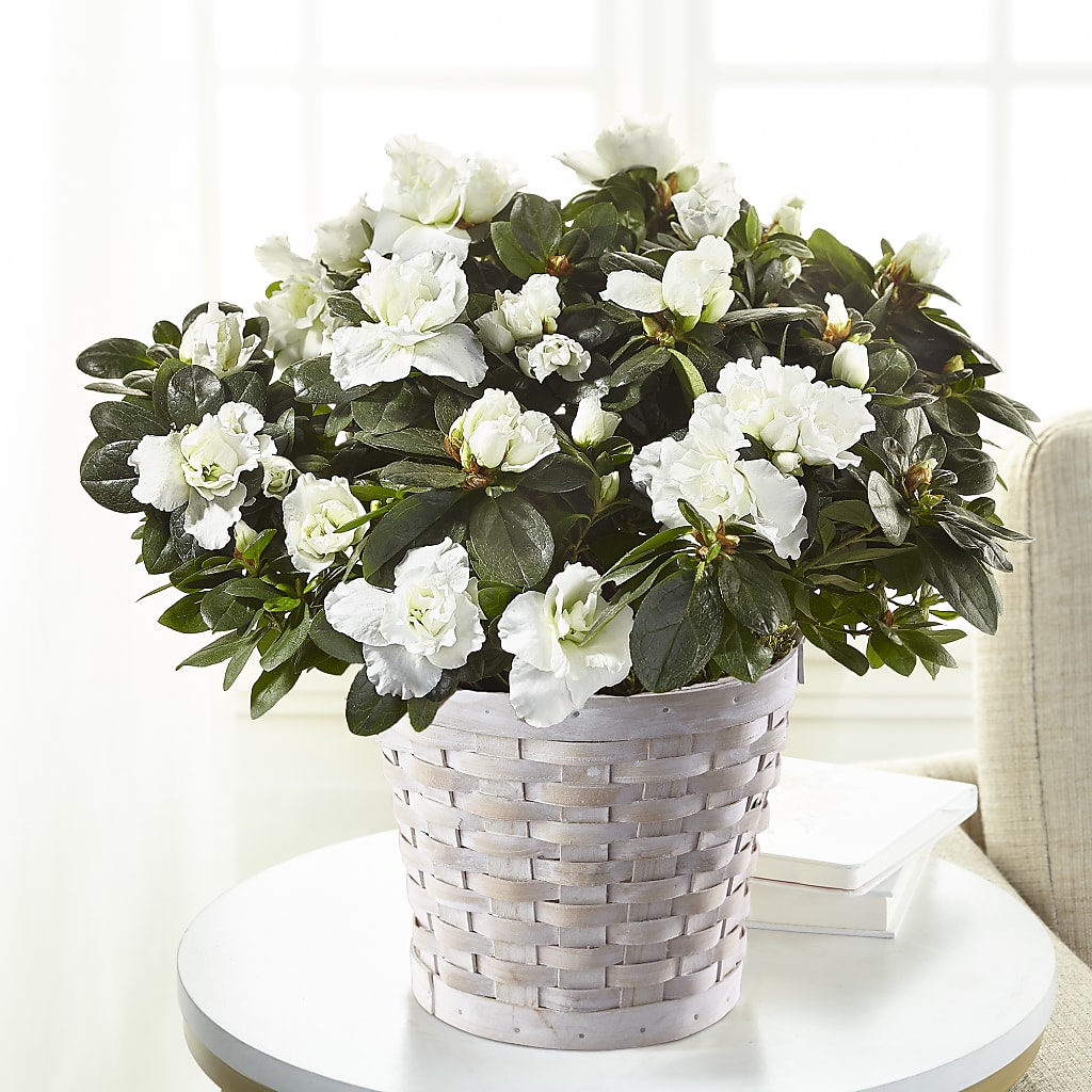 White Azalea Plant – Serrano Flowers, Riverside CA