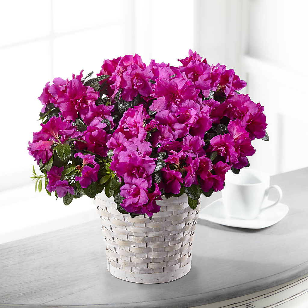 Hope & Serenity Azalea Plant – Serrano Flowers, Riverside CA