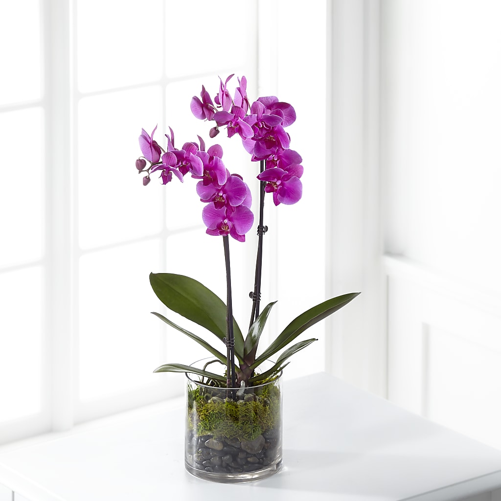 Pink Orchid Plant – Serrano Flowers, Riverside CA