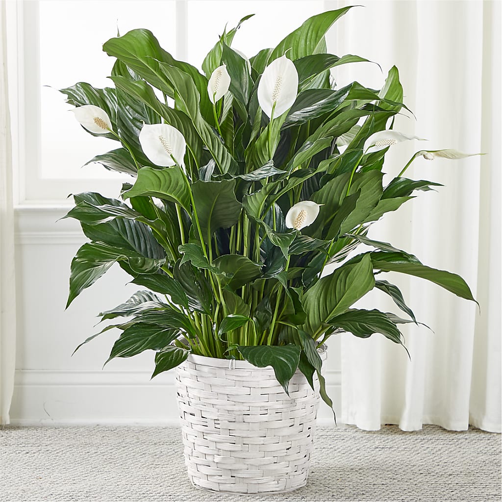 A New Leaf Peace Lily – Serrano Flowers, Riverside CA