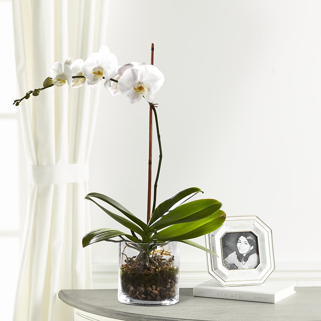 White Orchid Planter – Serrano Flowers, Riverside CA