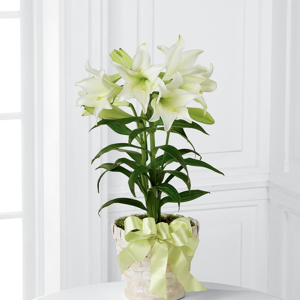 Easter Lily Plant –  Serrano Flowers, Riverside CA