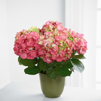 Pink Hydrangea Planter –  Serrano Flowers, Riverside CA
