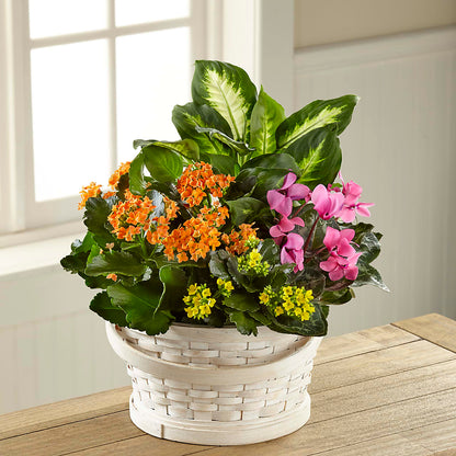 Color Crush Dishgarden –  Serrano Flowers, Riverside CA