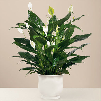 Comfort Planter –  Serrano Flowers, Riverside CA