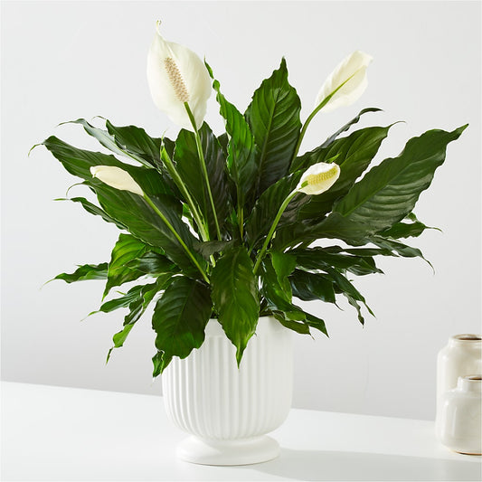 Comfort Planter –  Serrano Flowers, Riverside CA