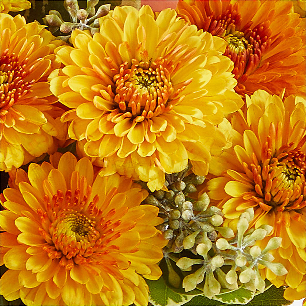 Peachy Pumpkin –  Serrano Flowers, Riverside CA