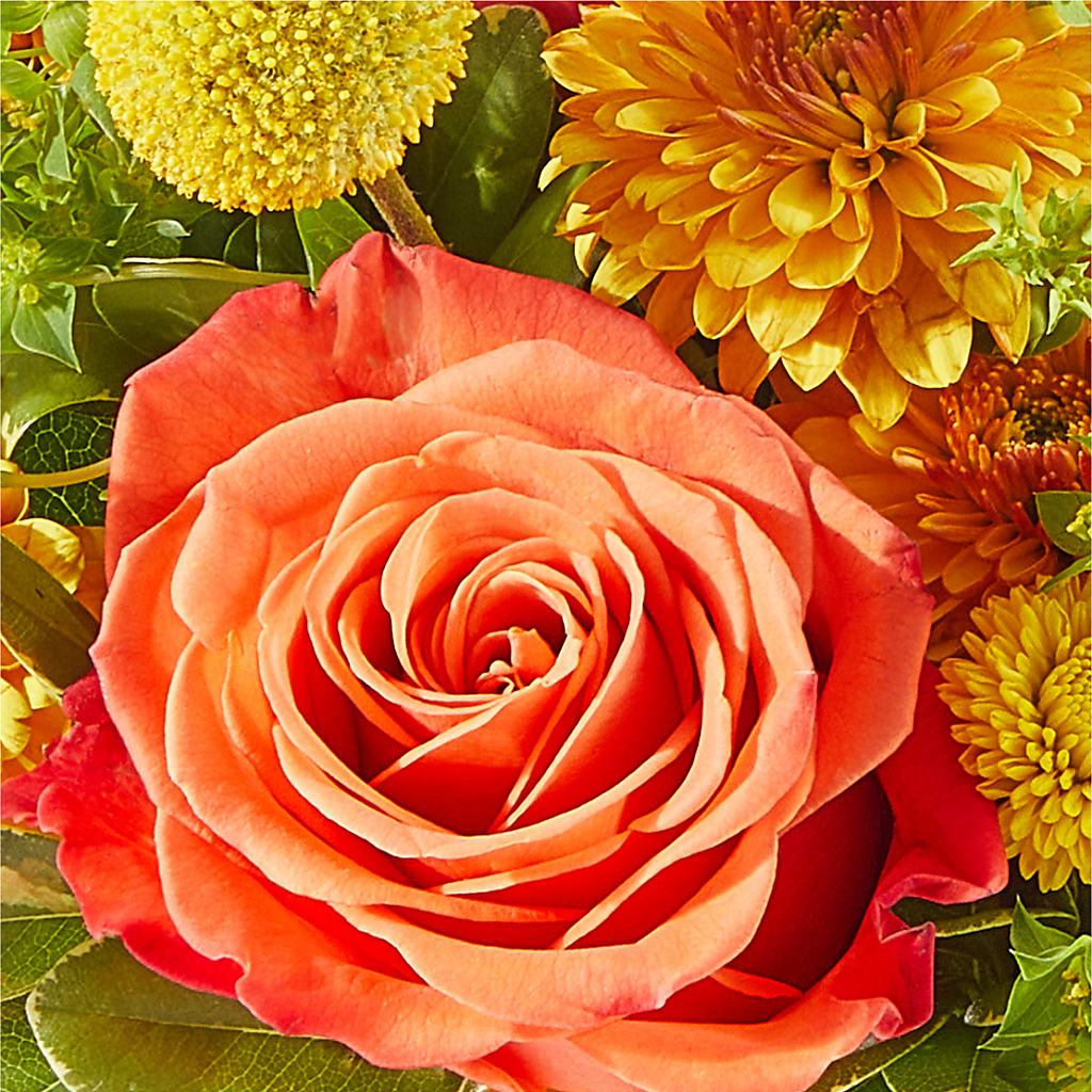 Gourdgeous Pumpkin –  Serrano Flowers, Riverside CA
