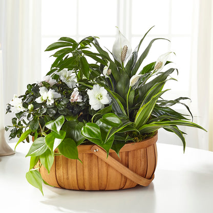 Serene Dishgarden –  Serrano Flowers, Riverside CA