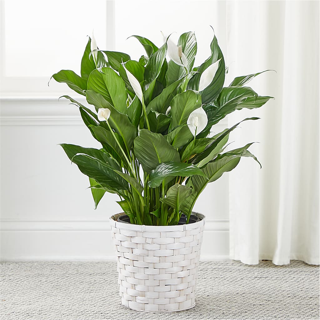 A New Leaf Peace Lily –  Serrano Flowers, Riverside CA