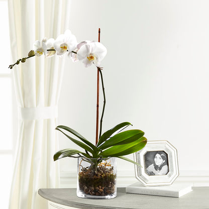 White Orchid Planter –  Serrano Flowers, Riverside CA