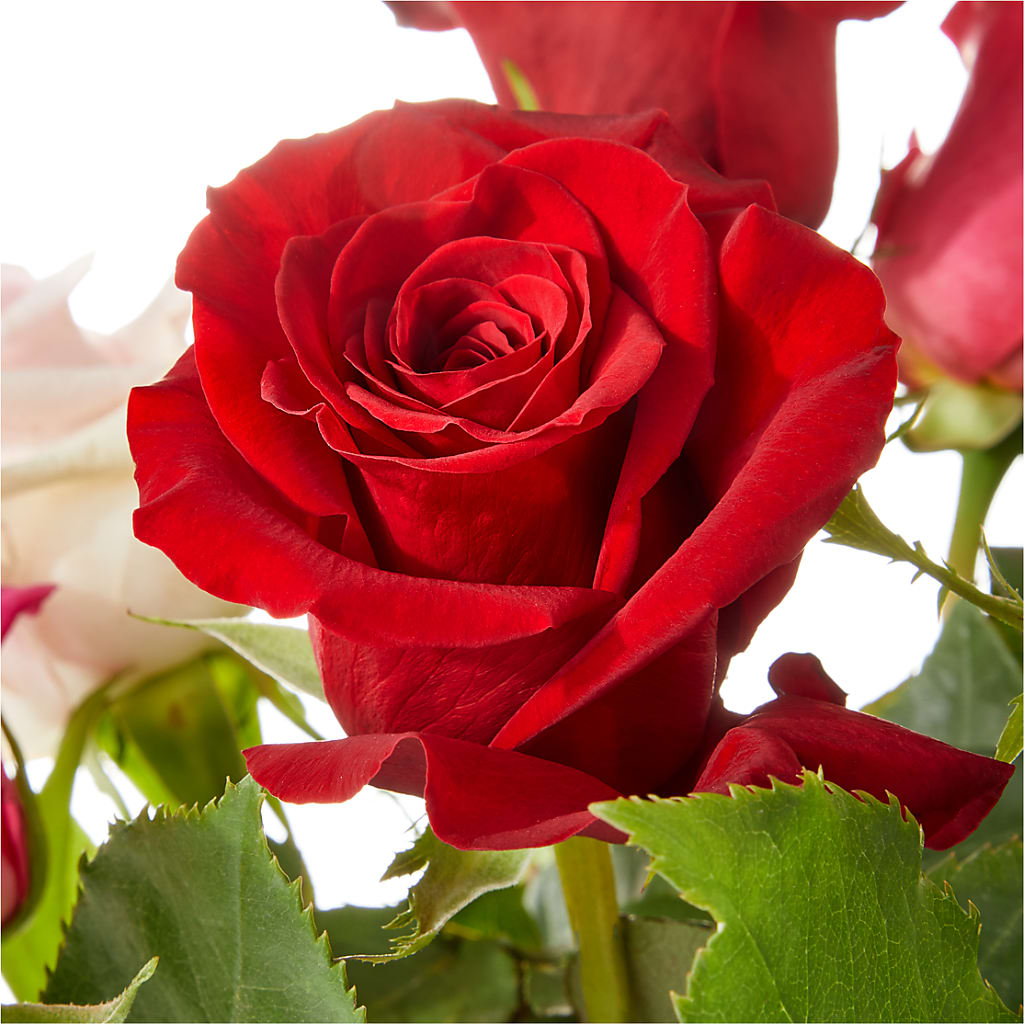 Love Notes Rose Bouquet –  Serrano Flowers, Riverside CA